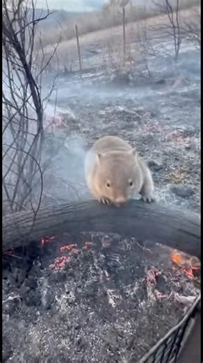 Found a Trembling Wombat Pressed Against a Charred Log in the Aftermath of a Wildfire 😭 #rescue