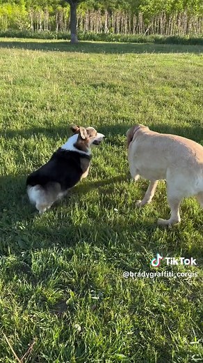 Managing Resource Guarding in Dogs: Personal Approach vs Professional Training