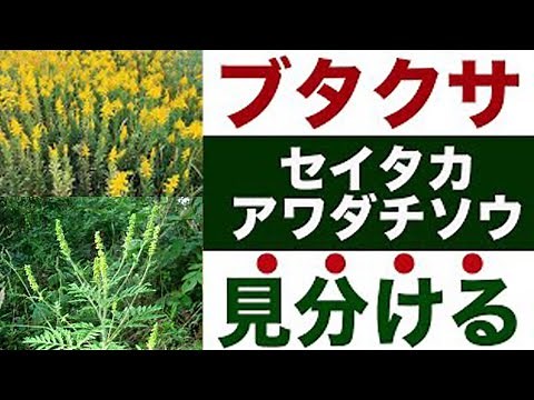 [Ragweed] Explaining the differences and how to tell them apart to help you deal with hay fever [...