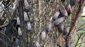 #SpottedLanternfly (SLF) have been detected in Ohio County. That makes the 11th county in WV with a confirmed population. Adult SLF are dying off for the season, but their egg masses remain. If you see one, smash it! To report a SLF sighting, contact bugbusters@wvda.us. | West Virginia Department of Agriculture