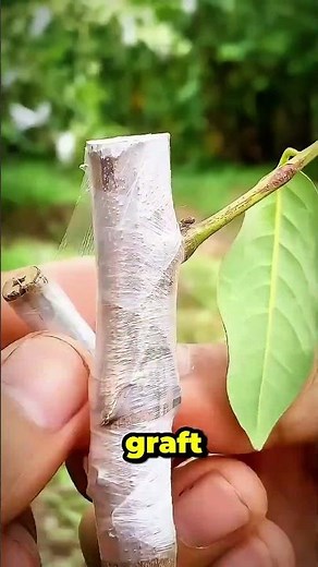 Perfect Grafting Technique Explained in 13 Seconds!