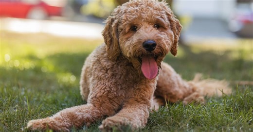 Seven things to know about Groodles before getting one as a pet