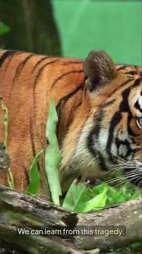 The Mystical Javan Tiger Understanding Its Legacy #animals #facts