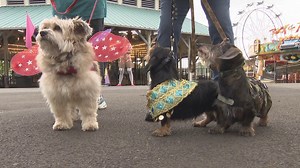 Multnomah County Fair returns in-person for 116th season