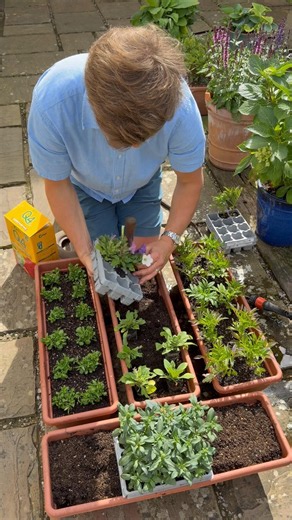 Planting Petunia