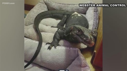 Goose on the loose: 5-foot-long water monitor lizard spotted in Connecticut