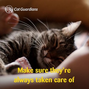 13K views · 4.4K reactions | Who will take care of your cat when you're gone? Learn more about our Cat Guardians service and take care of your family | Cats Protection | Facebook