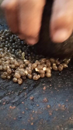 636K views · 3.3K reactions | First Papaya Seed Grind of Spring | Rustic Shallot and Turmeric Oil #papayaseed #grind #shallot #turmeric #papayaseedoil #hairoil #stimulategrowth | Nayona Tips | Facebook