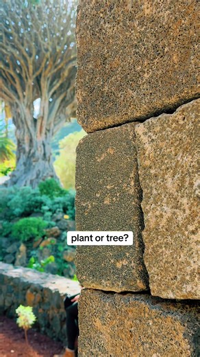 Did you know this ‘tree’ is actually a /- 900 years old plant? You now why? #plant #tree #tenerife #travel #nature @Canarias7