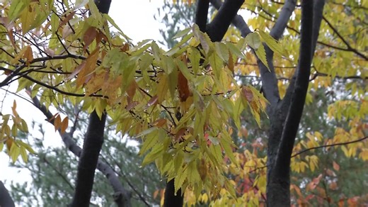 [YTN weather on the way to work 11/15] It's cloudy and scattered rain...more cozy than usual