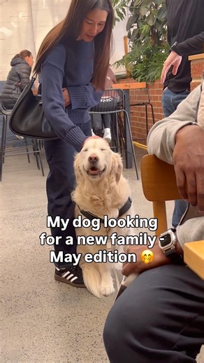 Hi Mam, nice to meet you. Would you like to adopt me? Thank you. #goldenretriever