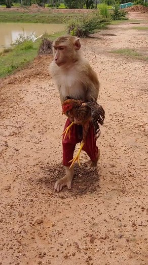 Tài khoản được đề xuất