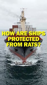 How Are Ships protected from Rats | Facts that will blow your mind