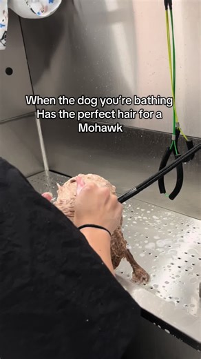 Creative Dog Haircuts for Poodles