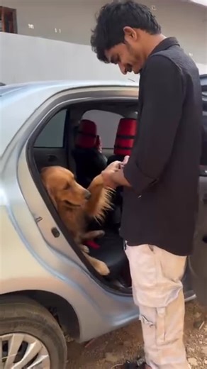 Bruno on Instagram: "Wait for the end 🐕🙄 #bruno #brunothegolden #brunothegoldenretriever #doglife #doglovers #doglove #dogvideos #trendy #trending #trendingreels #viral #viralvideos #viralreels"