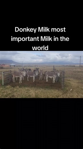 Donkey Milk Farming: Sustainable Practices for Cheese Production