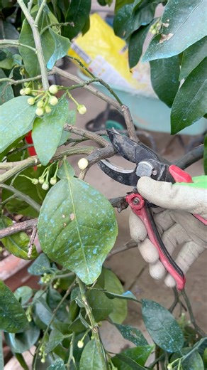 Small Pruning of a Lemon Tree🍋‍🟩🍋 #cuttingskills #lemon #lemontree #asmrsound #gardening #garden
