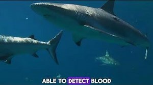“Dive into Discovery: 10 Jaw-Dropping Shark Fun Facts You Didn’t Know!”
