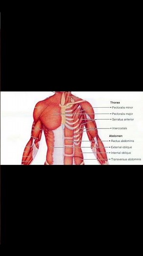 "Anterior Musculature of Thorax and Abdominal Wall – Superficial and Deep Layers"