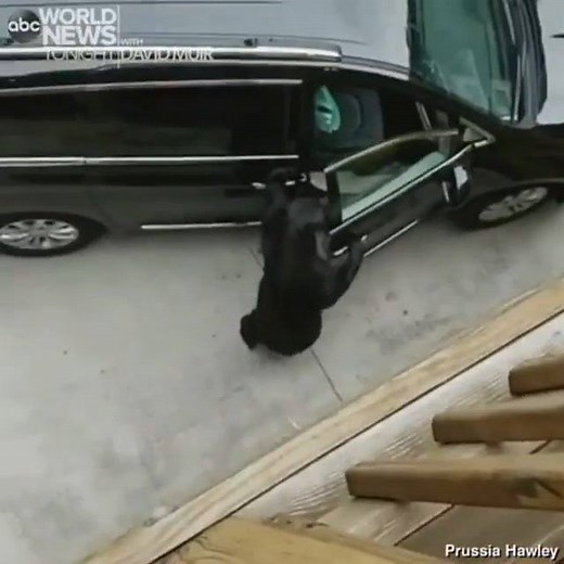HUNGRY BEARS: A mother bear and her two cubs broke into not one but two vehicles parked outside a Gatlinburg, Tennessee, rental property, feasting on pop tarts and other snacks. “I hope their claws are not tearing up the leather,” one visitor says of the close encounter. https://abcn.ws/1c6SfMC | ABC World News Tonight with David Muir
