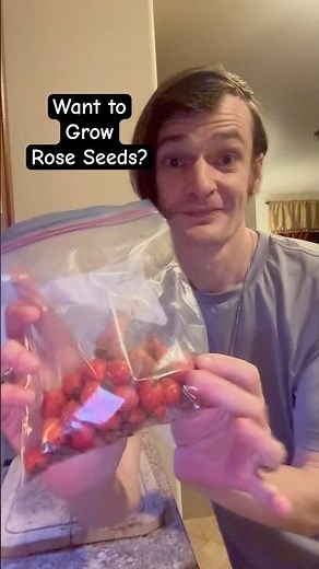 6 Steps to Harvest Rose Seeds for Growing Roses From Seed #roseseeds #growingroses #shorts