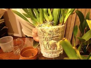 Repotting Orchids: How to Choose the Right Pot Size (part 1, sympodials)