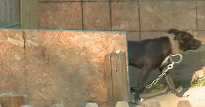 21 charged after FBI raids several locations in Indianapolis, uncovering drugs, guns and dog fighting