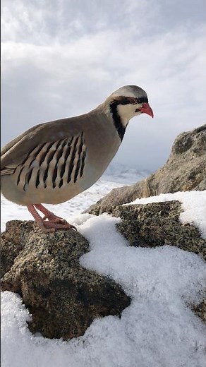 Amazing Partridge in Nature