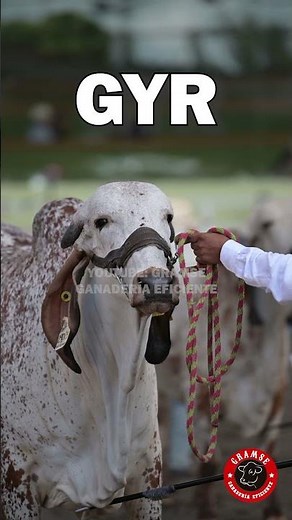 Gyr: genética lechera tropical con gran importancia en la ganadería mundial #gyr #cebu #pecuarista