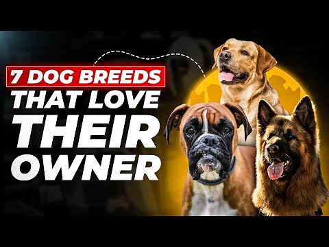 7 Most Loyal Dog Breeds That Will Steal Your Heart