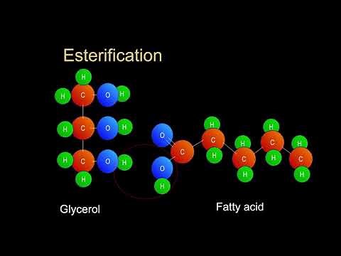 Lipids - Structure and Function