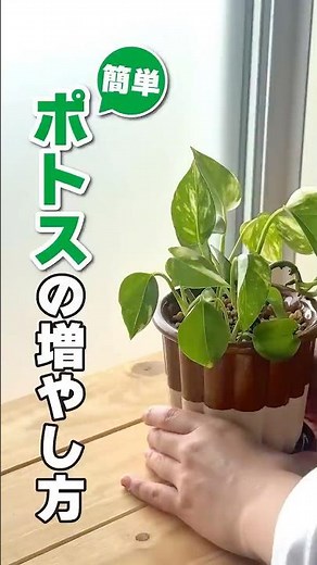 Pothos plants multiply even if you leave them alone!? Easy ways to propagate houseplants, even fo...