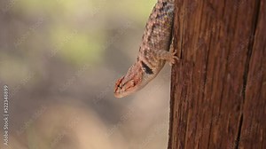 Spiny Lizard hanging on fence post and running away in the Utah desert.