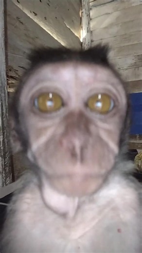 yo pick up the phone‼️#monkey #monkeysoftiktok #funny #cute #animals | cute monkey