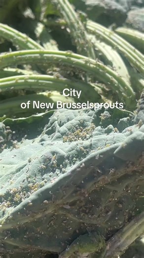 Embracing Aphids in My Brussels Sprout Garden
