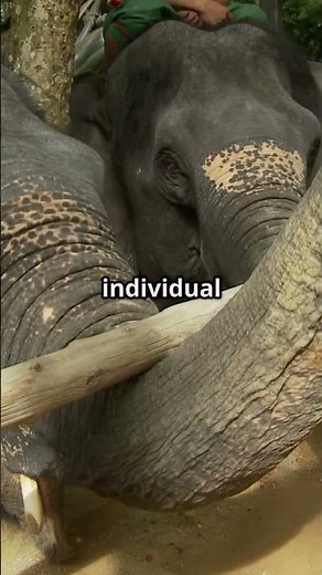 The Incredible Power of Elephant Trunks!