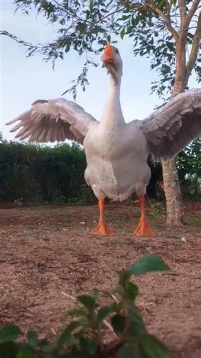 🪿 Goose Grooming Its Feathers in a Peaceful Natural Setting