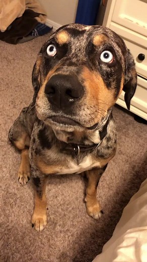Meet Colt Blue: The Sassy Catahoula Leopard Dog