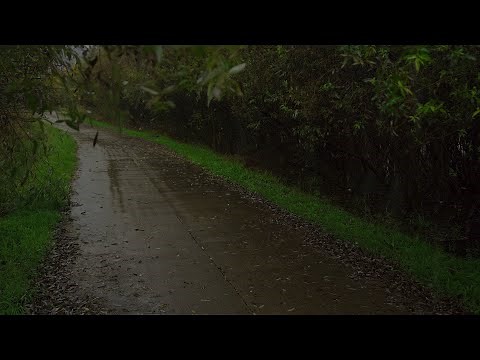 Heavy rain and thunderstorm sounds for sleeping