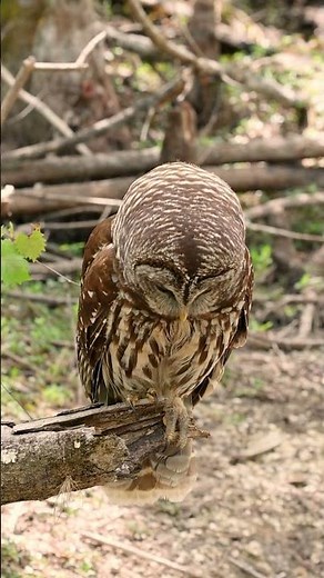 Barred Owl throwing up a pellet. Pellets are indigestible food such as fur, feathers and bones.