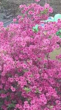 Azaleas and Butterflies