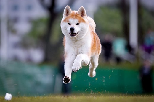 Fast CAT Terms & Lingo: What Common Fast CAT Words Mean