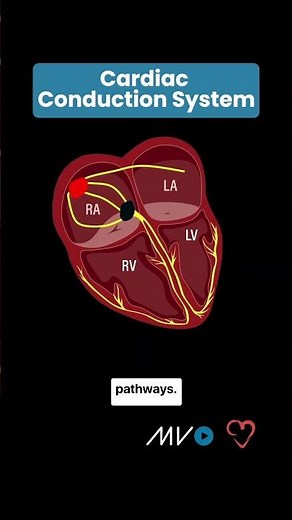 Cardiac Conduction System