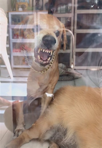 Cute Panda Videos Compilation on TikTok