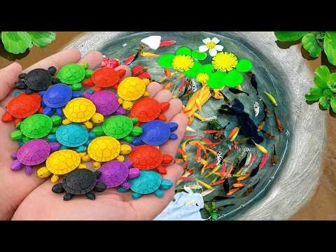 Catch Beautiful Aquarium Fish In Small Pond Baby Turtles, Eel, Guppies, Platy Fish, Pencil Fish, Koi