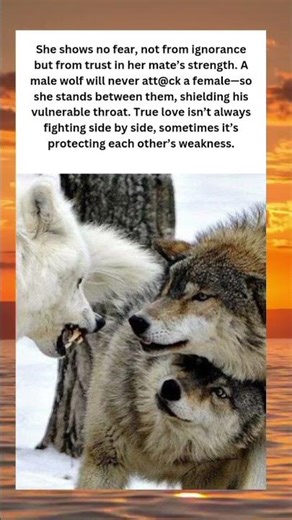 The Silent Strength of a She-Wolf
