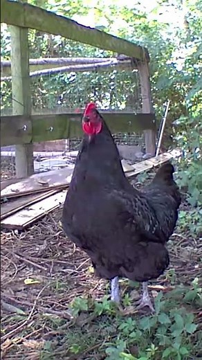 Chicken flapping wings
