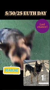 ⚠️ *DEADLINE: MUST EXIT Coachella Valley Animal Campus SHELTER BY 3PM FRIDAY 5/30***🆘🆘🆘🆘 * Maple came into CVAC as a stray from Desert Hot Springs, sadly no one has reclaimed • They are not providing extensions and killing on the deadline date if the dog isn't adopted or rescued. This is her 1st post, we gotts get her seen! Maple is a beautiful shepherd whos been at CVAC 45 days today. She's looking for a loving adopter or dedicated foster and Rescue to bail her out of there. If you can help