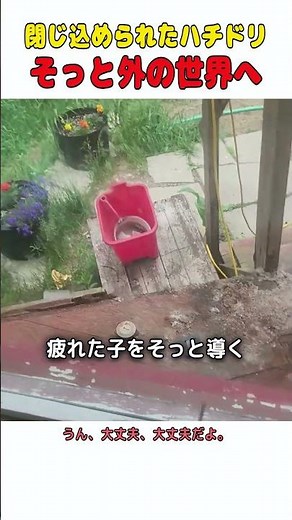 迷い込んだ小さなハチドリを優しく外の世界へ還すまで 🐦❤️ #ハチドリ #動物保護 #心温まる