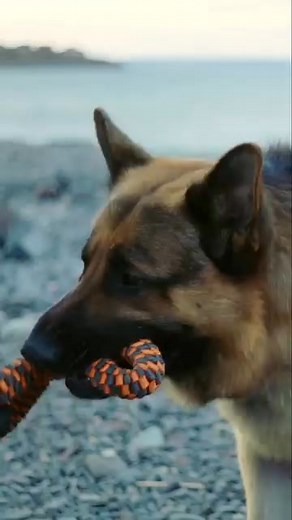 HUDSON & REX SERIES | Hudson & Rex Series